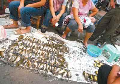 狗日的岭南文化——禾花雀节