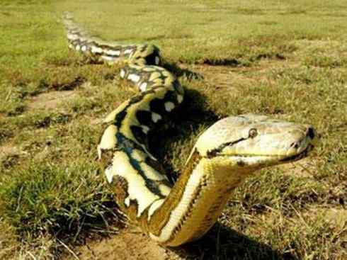 龙：传说的兽原型探秘（蟒蛇类）