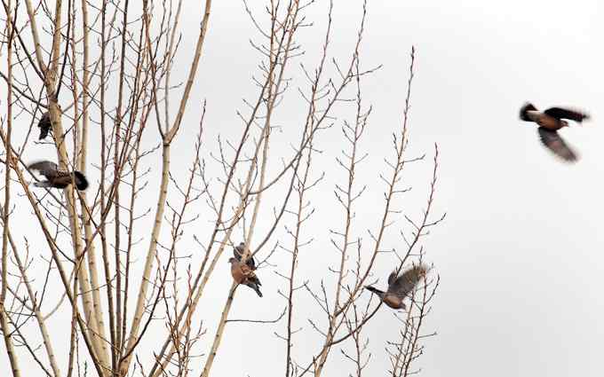 北京植物园赏鸟（二十），山斑鸠（组图）