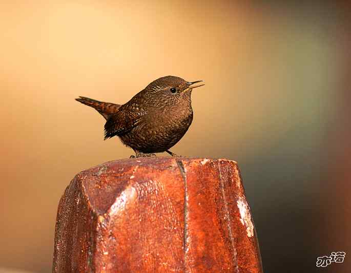 北京植物园&nbsp;wbr路&nbsp;wbr鹪（jiao）鹩（liao）