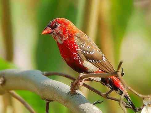 极品红色鸟类：红梅花雀