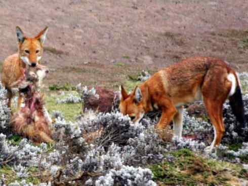 犬科：犬亚科犬属之西门豺、侧纹豺（胡狼类）