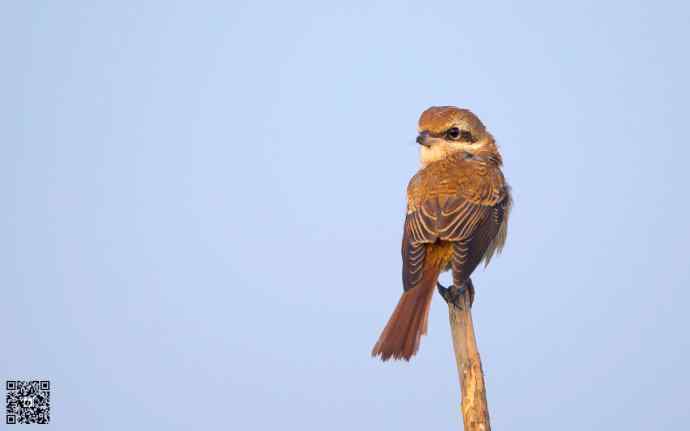 野鸭湖的楔尾伯劳和红尾伯劳