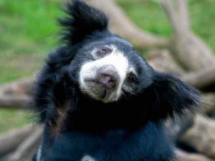 盘点十二大著名食蚁动物：懒熊