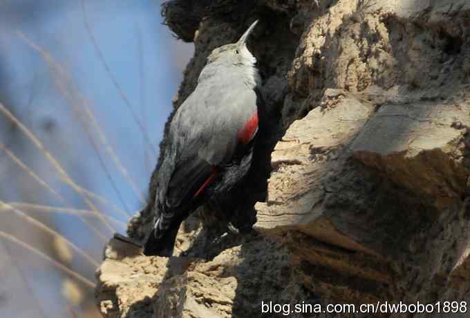 优雅红翅 wbr旋壁山岩