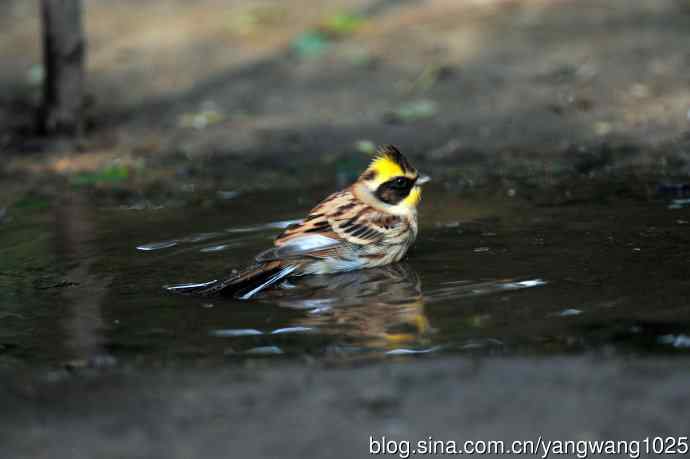 雌性黄喉鹀（6）