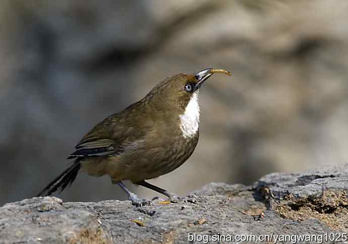 北京又现新品种(白喉噪鹛) wbr3