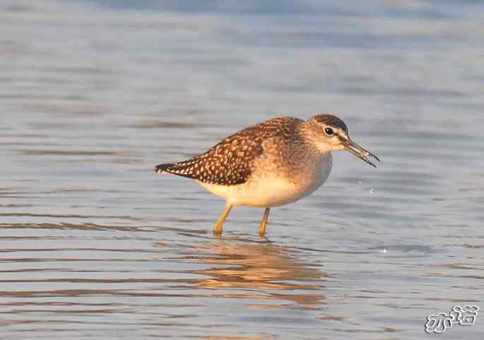 河北乐亭&nbsp;wbr路&nbsp;wbr新进账的鸟儿