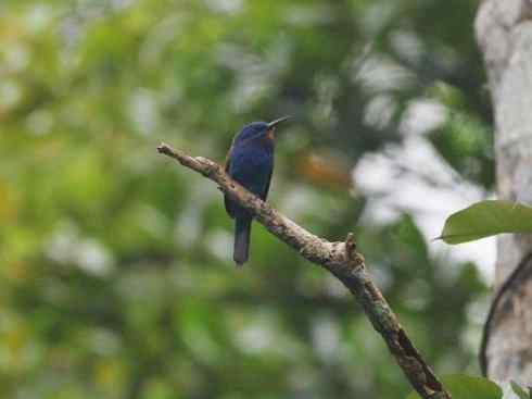 绝色攀禽：佛法僧目之蜂虎2