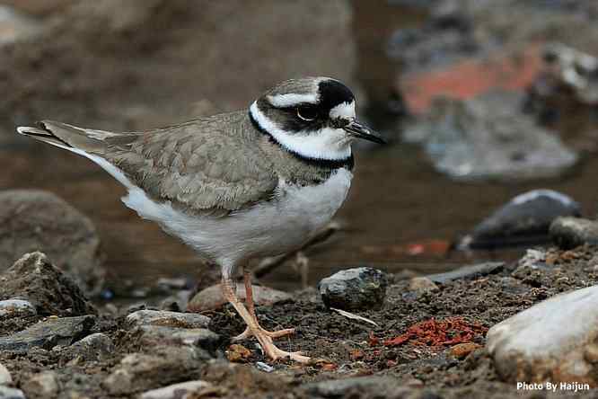 白河湾邂逅长嘴剑鸻