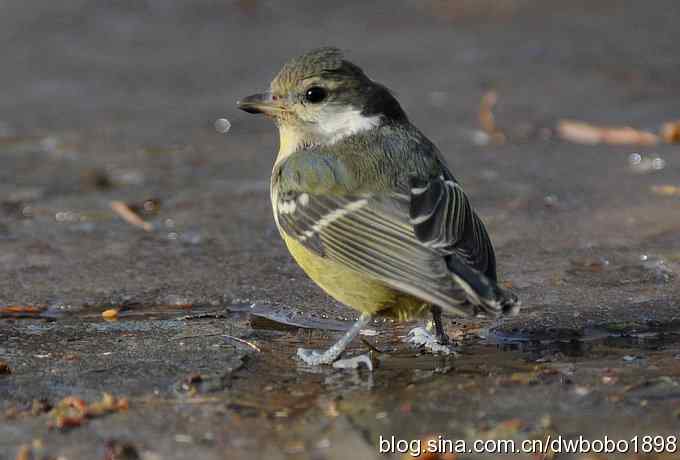 小鸟汲水图 wbrbobo打鸟歌