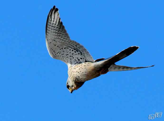 官厅水库&nbsp;wbr路&nbsp;wbr风中悬停的红隼