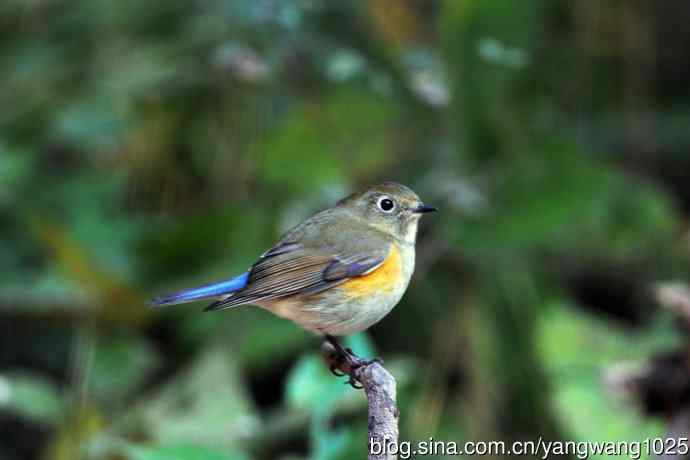 雌性红胁蓝尾鸲（48）