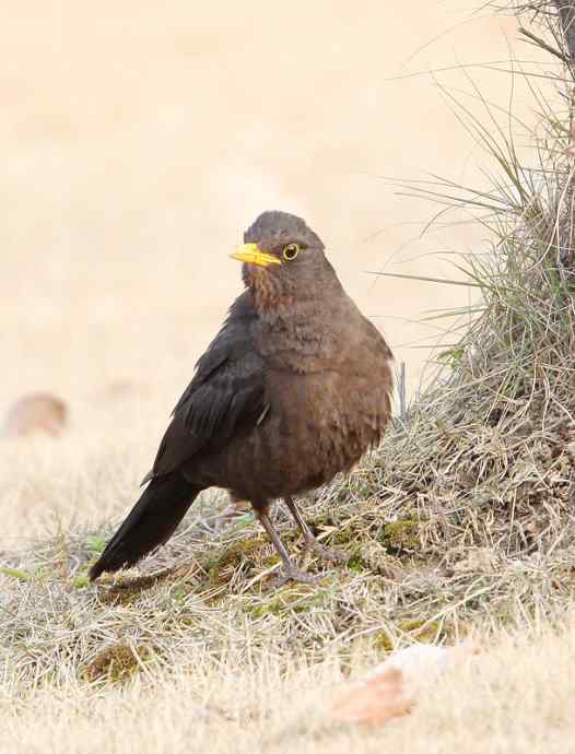 瑞典国鸟--乌鸫