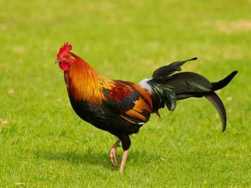 凤凰：传说的鸟原型探秘（原鸡）