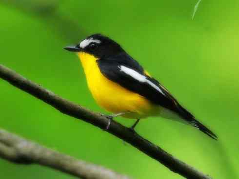 美丽无罪:雀鸟之姬鹟 美丽无罪:雀鸟之姬鹟