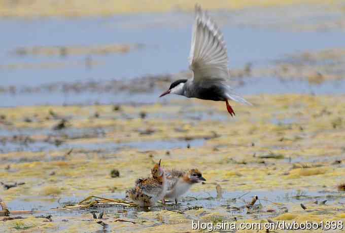 灰斑鸠踩蛋 wbr须浮鸥育雏