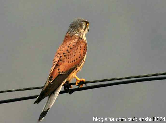 红隼的美味午餐(白河湾)