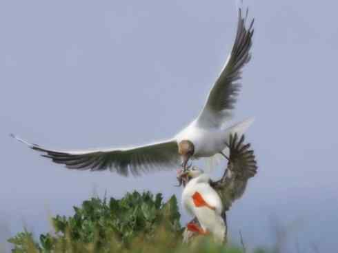 猎奇：奇特的鸟喙之七