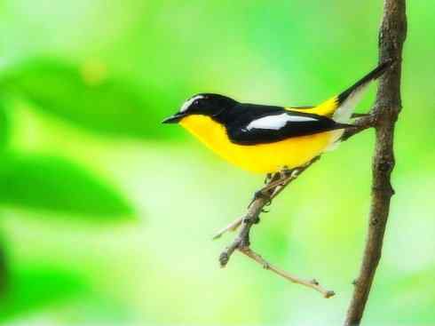 美丽无罪:雀鸟之姬鹟