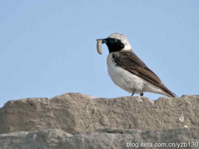 悬停，是一种尽职尽责（组图，22张图片）