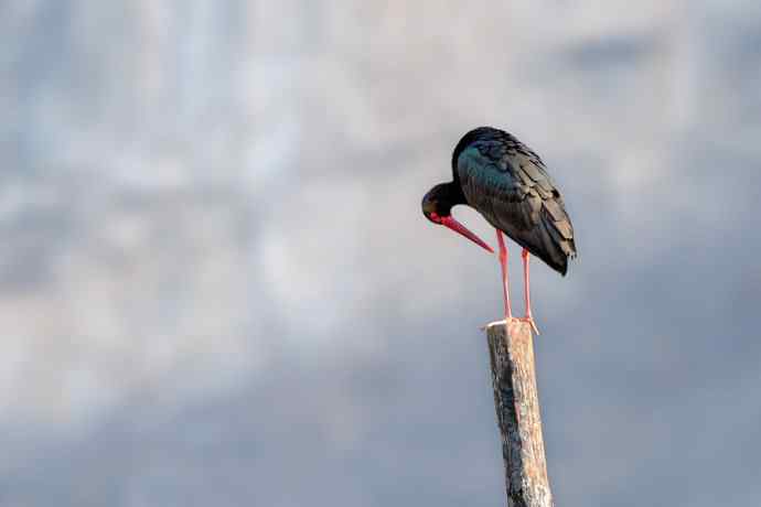 红隼与黑鹳（6P）