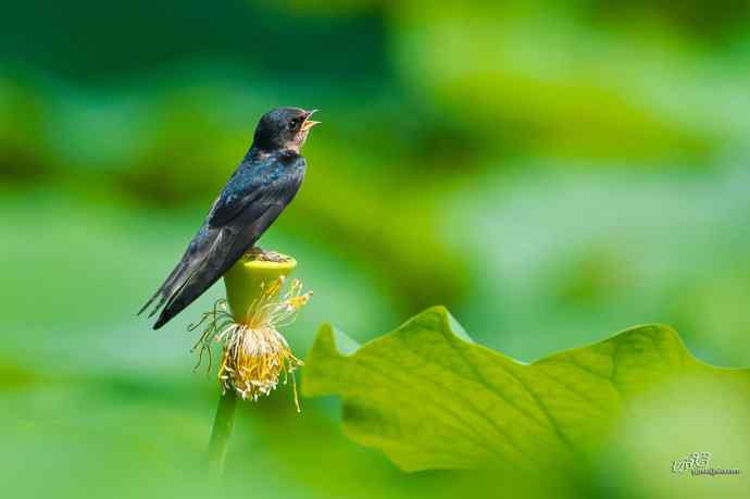 圆明园的小燕子