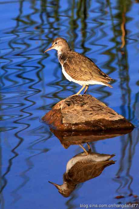 斑腹矶鹬(非繁殖期)之三 斑腹矶鹬(非繁殖期)之三
