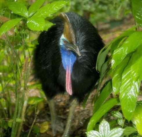 奇特的盔：鹤鸵