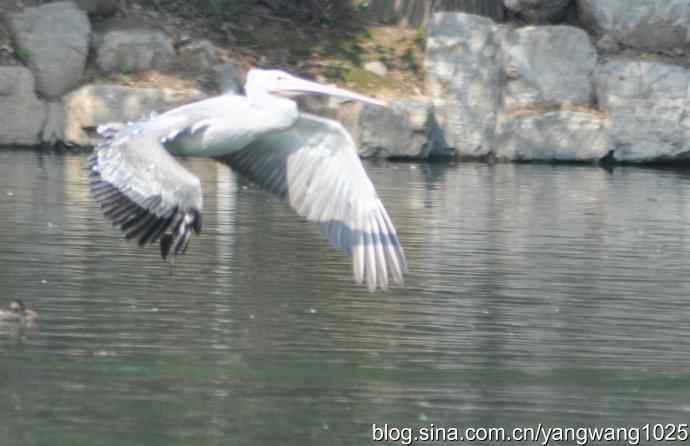 再拍大鹈鹕 wbr3 再拍大鹈鹕 wbr3