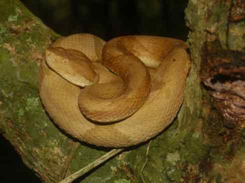 龙：传说的兽原型探秘（响尾蛇类）