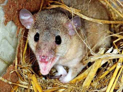 动物世界:山寨还是原创之十一 动物世界:山寨还是原创之十一