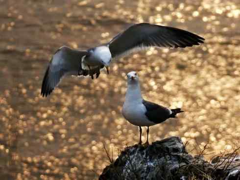 白头鸟系列:另类的美丽(黑背鸥) 白头鸟系列:另类的美丽(黑背鸥)