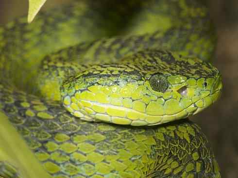 龙：传说的兽原型探秘（响尾蛇类）