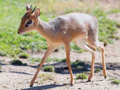 麒麟：传说的兽原型探秘（鹿羚）