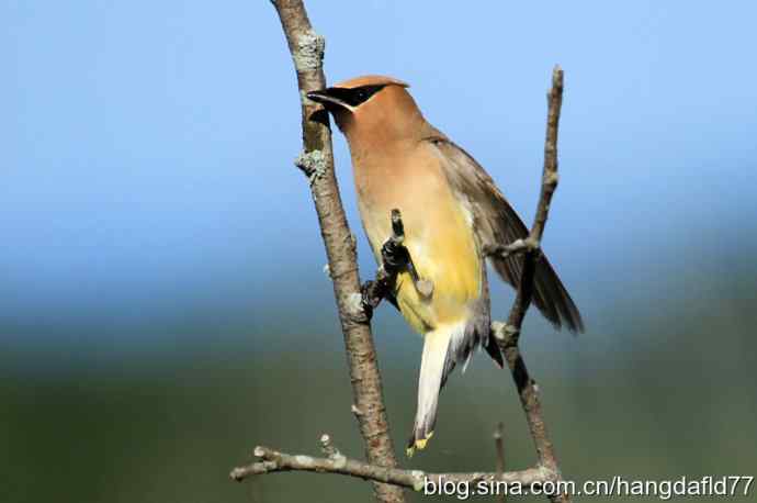 美国鸟类摄影——雪松太平鸟(2)