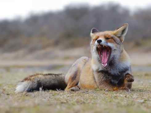 犬科：狐亚科狐属