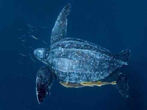 玄武：传说的兽原型探秘（侧颈龟类）