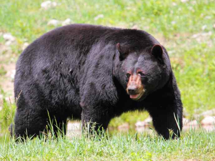 盘点十二大著名食蚁动物：懒熊