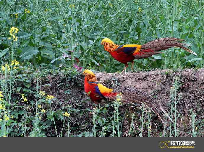 洋县拍鸟：红腹锦鸡