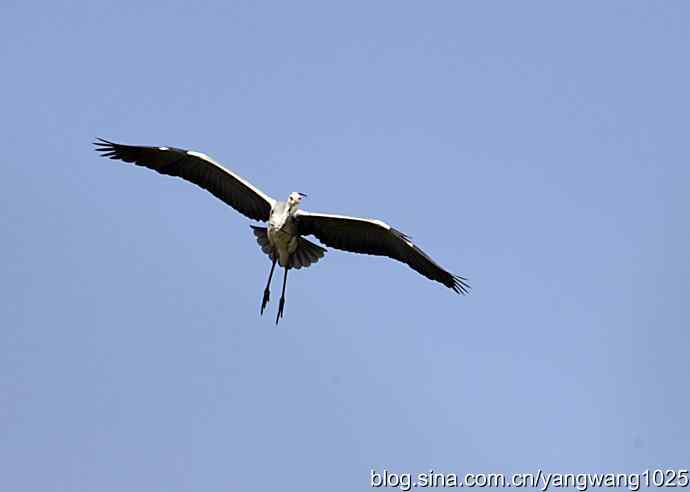 苍鹭 wbr2 苍鹭 wbr2