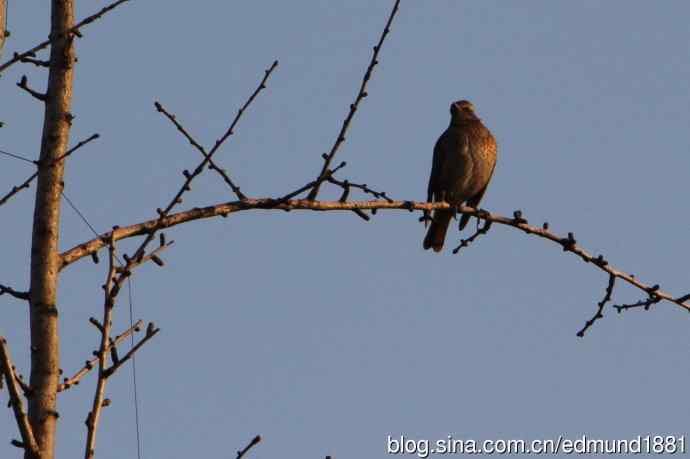 2012除夕滨江森林公园二寻太平鸟