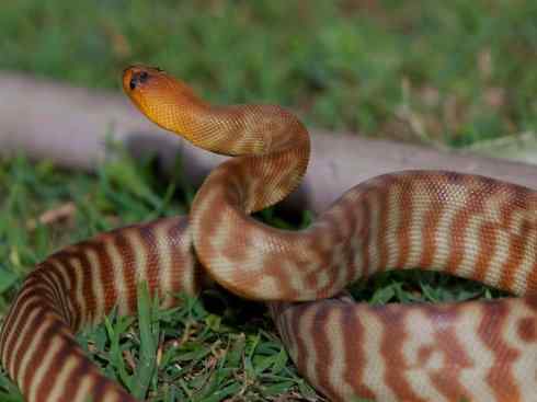 龙:传说的兽原型探秘(树蟒类) 龙:传说的兽原型探秘(树蟒类)