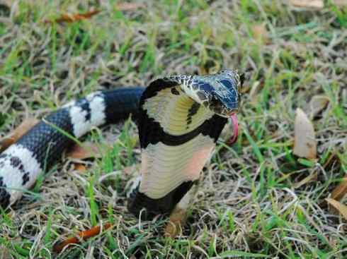 龙:传说的兽原型探秘(眼睛蛇类) 龙:传说的兽原型探秘(眼睛蛇类)