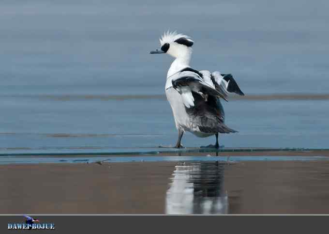 白秋沙和罗纹鸭记录