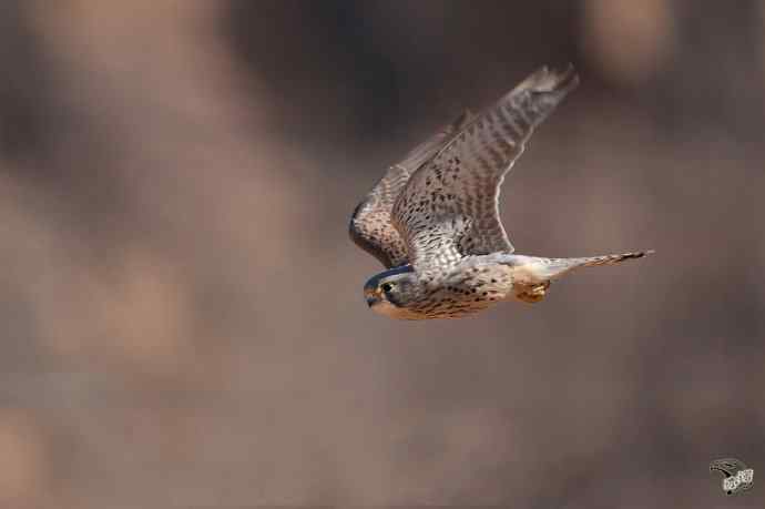 永定河峡谷的红隼