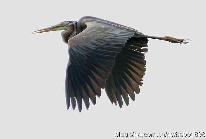 乌梁素海之草鹭鈥斺斈诿晒勰裥校ǘ）