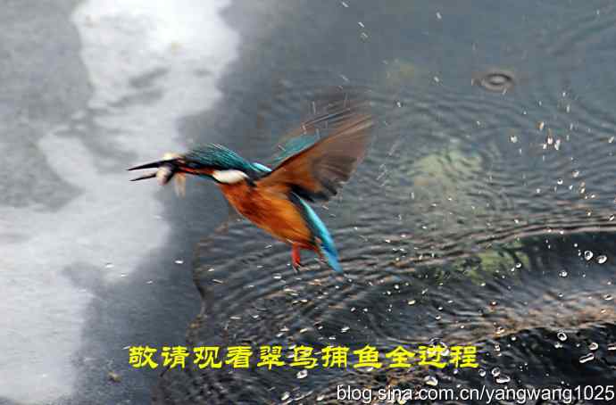 北京动物园的鸟类——捕鱼全过程（纪实）