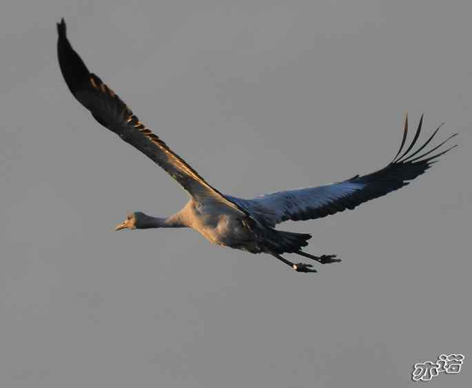 官厅水库&nbsp;wbr路&nbsp;wbr灰鹤