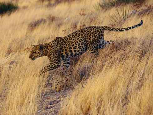 白虎：传说的兽原型探秘（美洲虎）